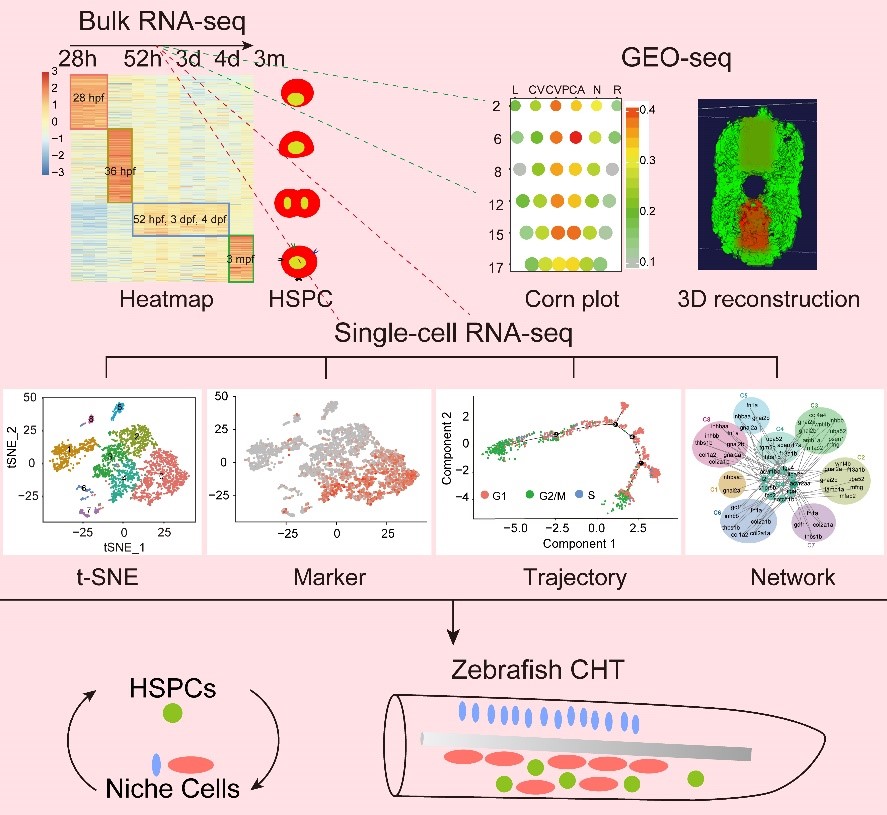 Successful drawing of 3D transcriptome map of hematopoietic